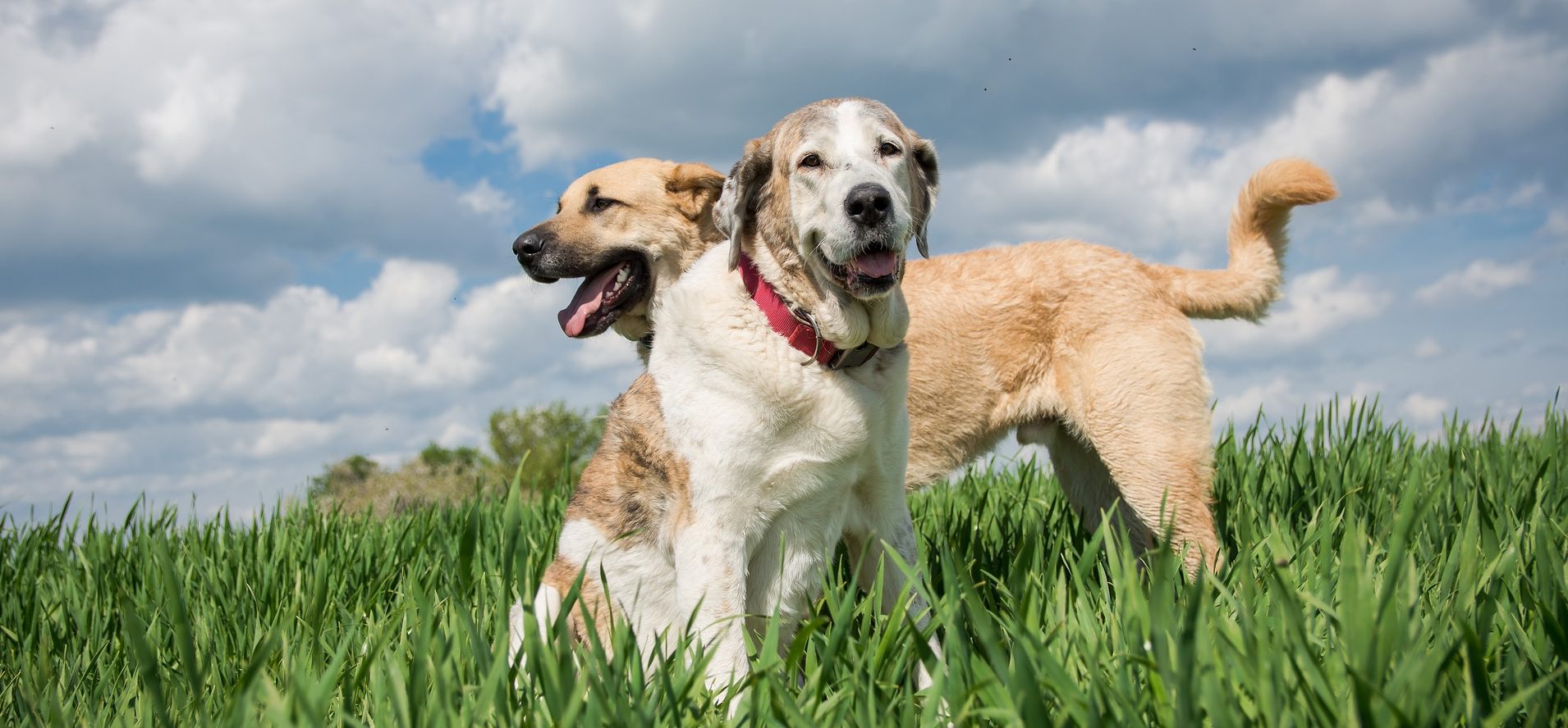 Sterilisation bei Hunden RS Versicherungsmakler
