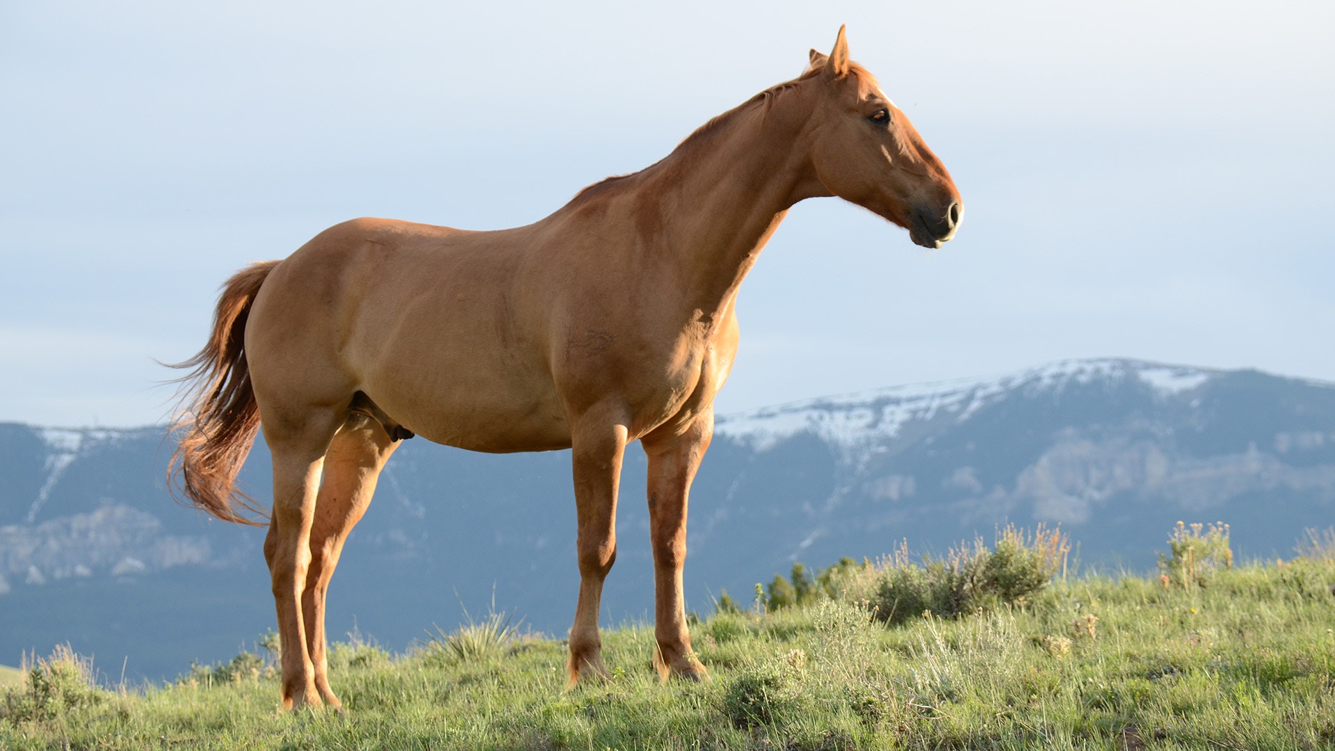 Schilddrüse Pferd Bild