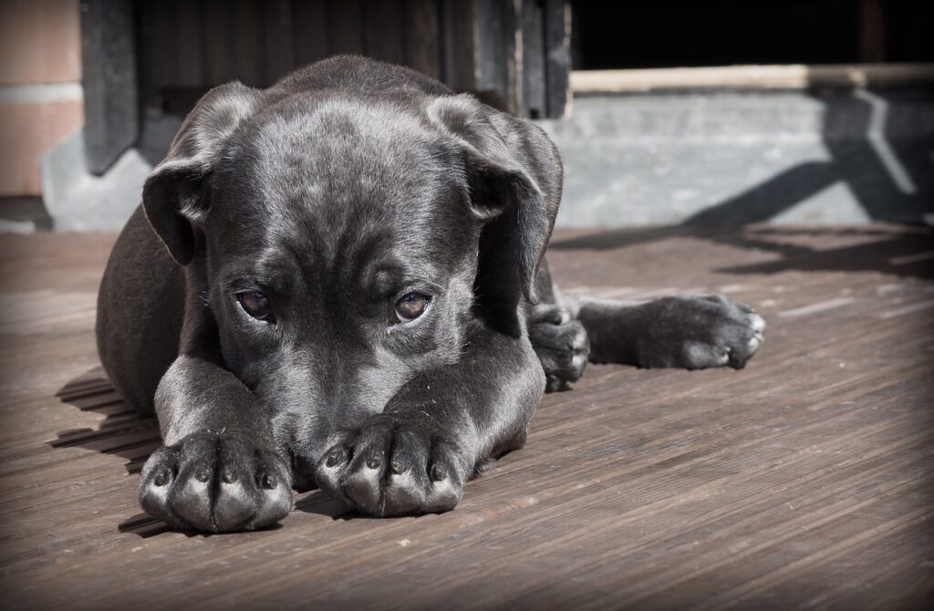 Leistungen der ERGO Hundeversicherung