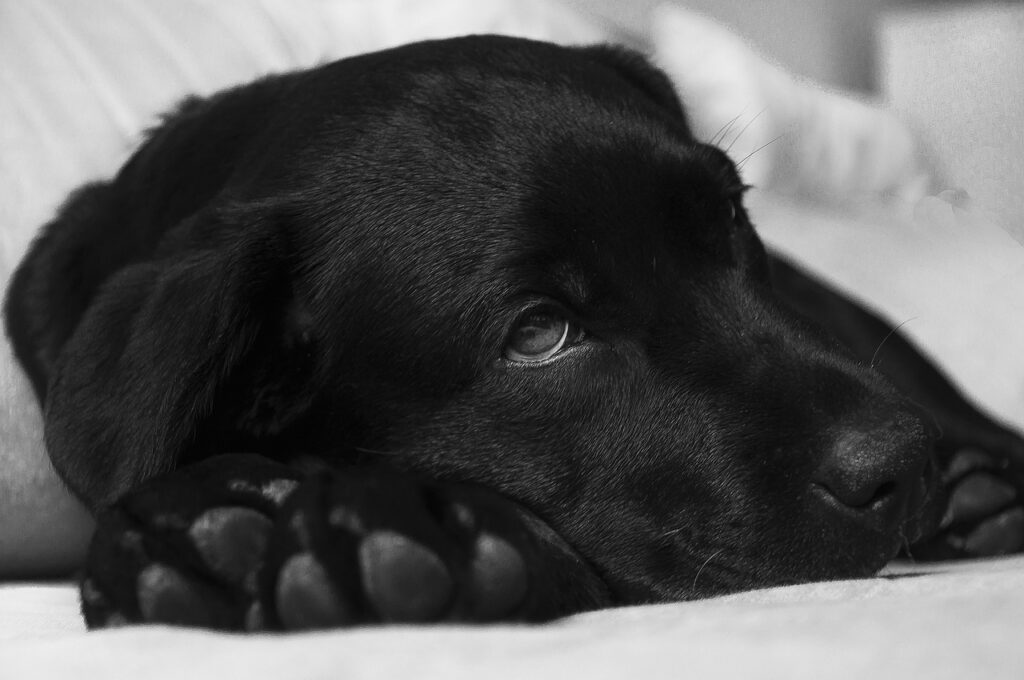 AGILA Hundekrankenversicherung im Vergleich