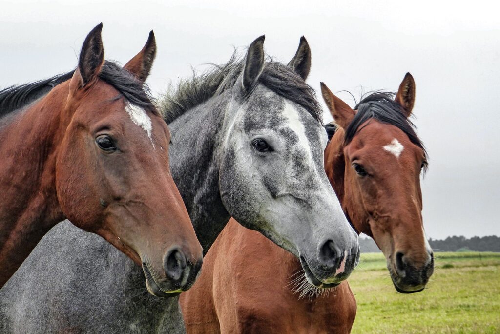 Pferdeversicherung uelzener